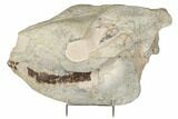 Fossil Running Rhino (Hyracodon) Skull - South Dakota #192112-8
